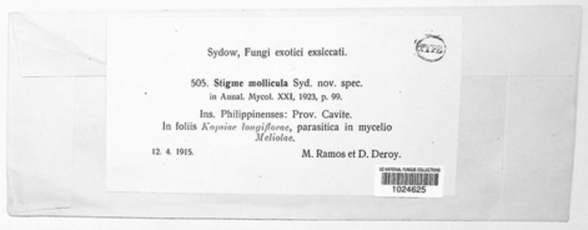 Stigme mollicula image